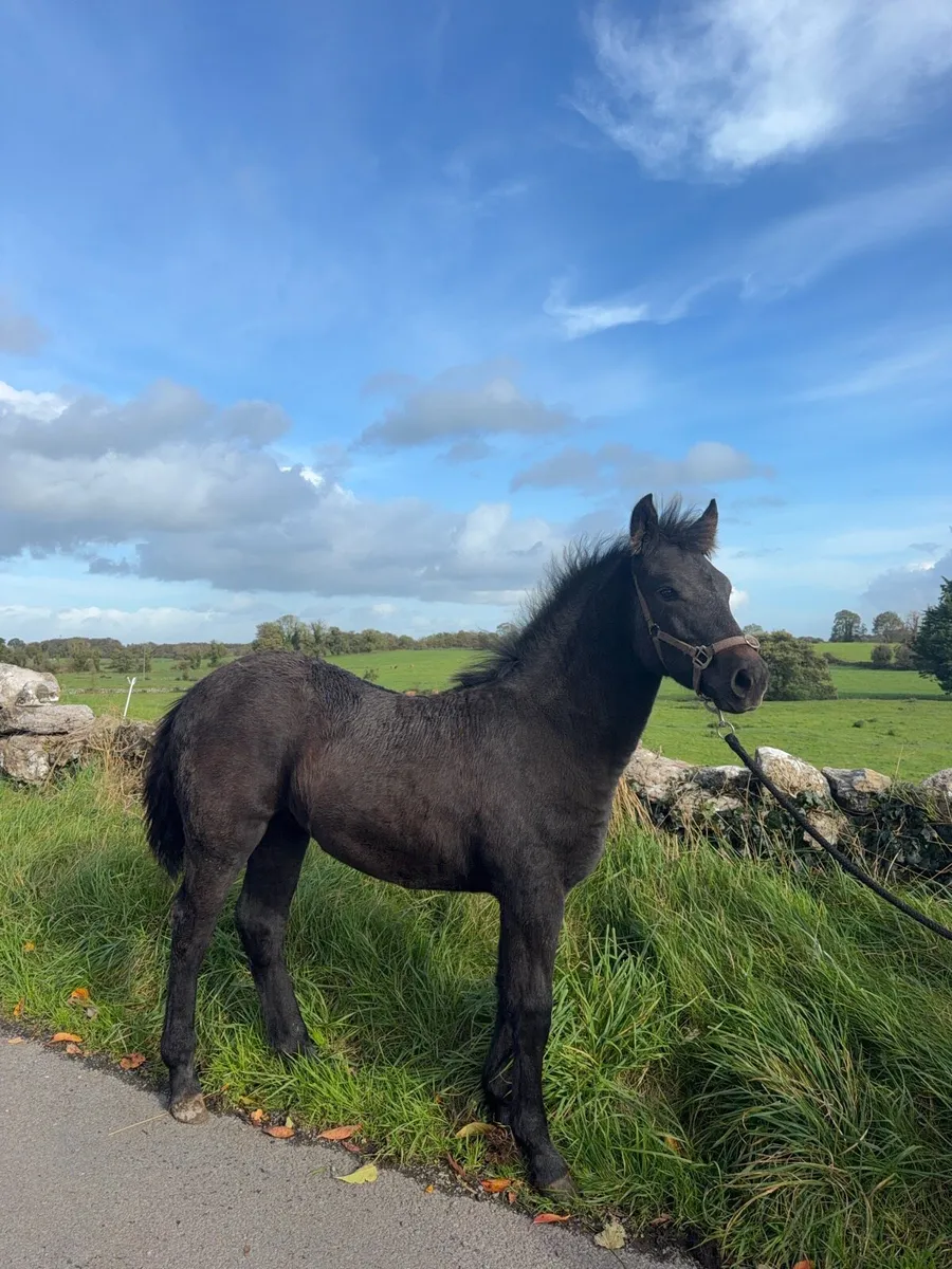 Connemara Filly Foal - Image 1