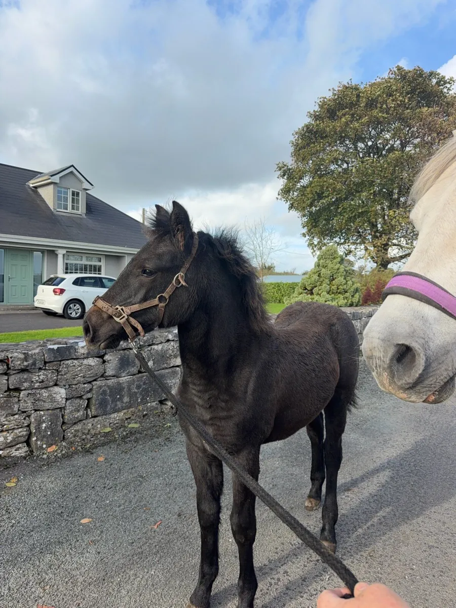 Connemara Filly Foal - Image 2
