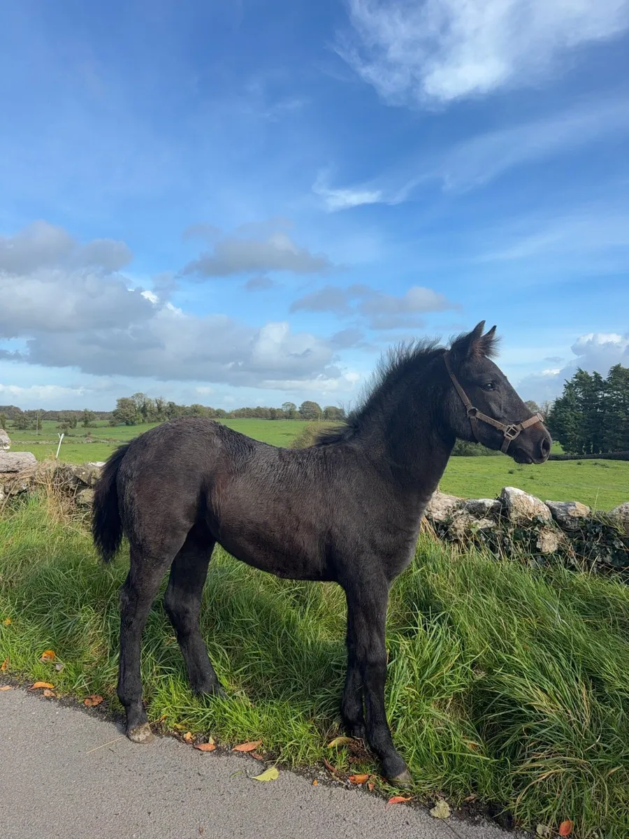 Connemara Filly Foal - Image 3
