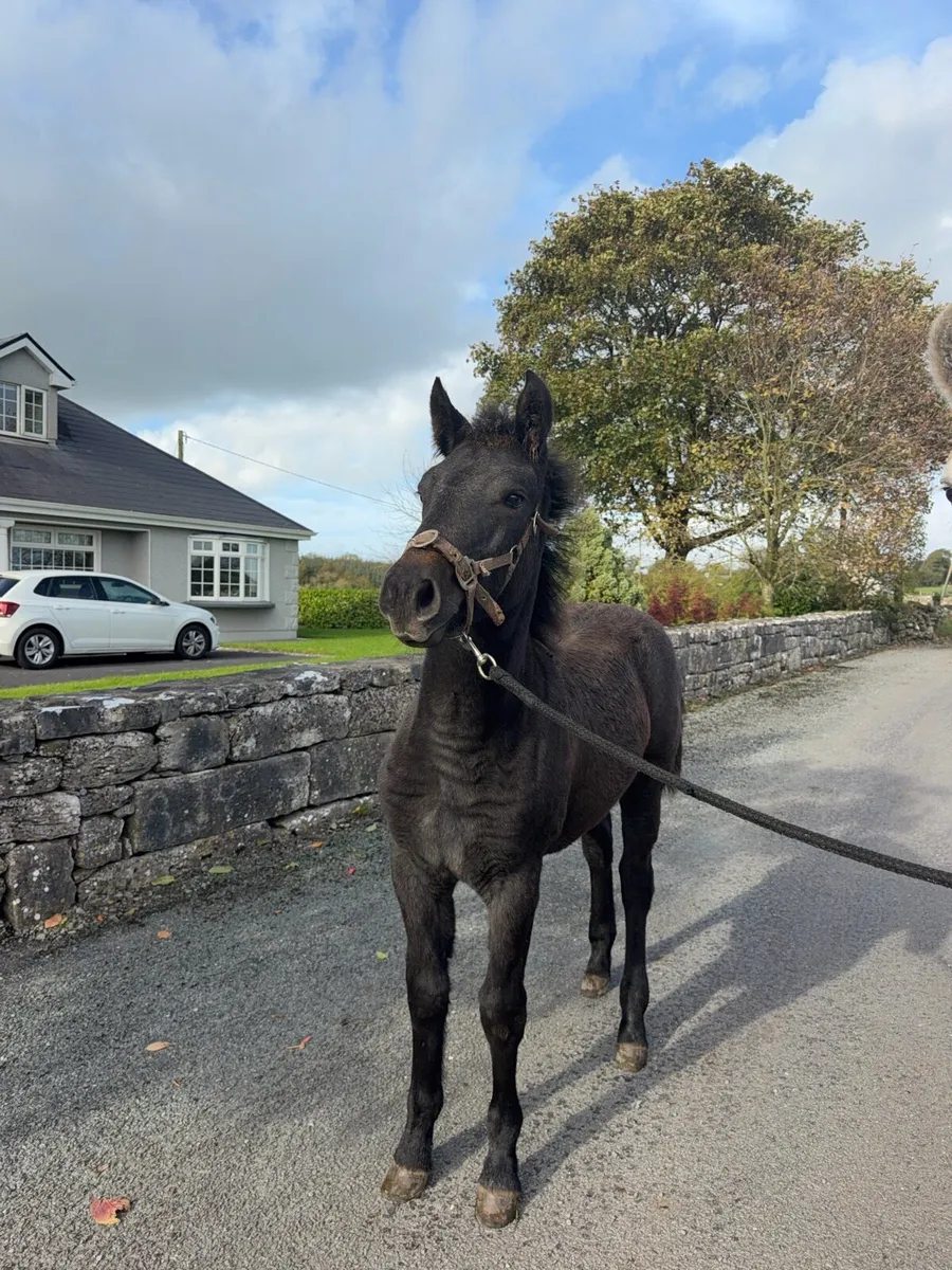 Connemara Filly Foal - Image 4