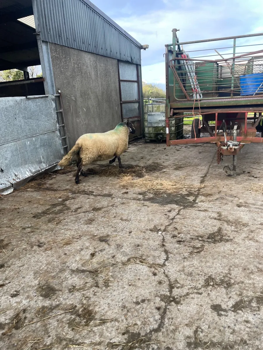 Super brocky hogget ram - Image 2