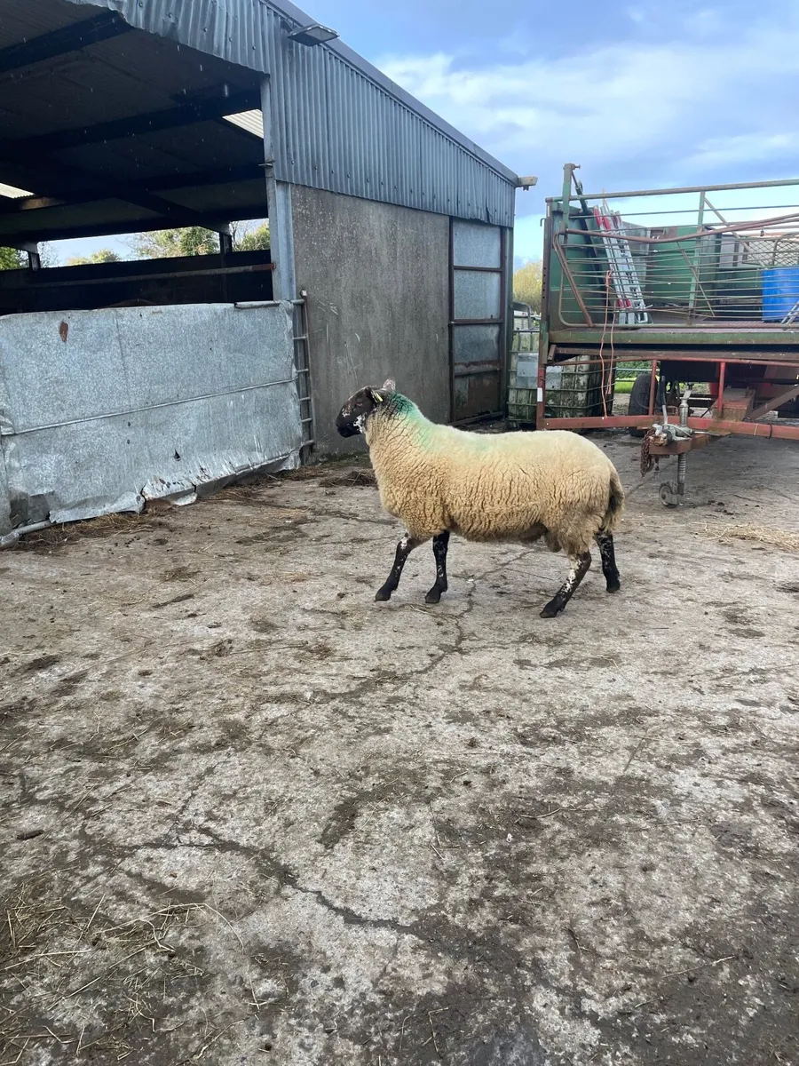 Super brocky hogget ram - Image 3
