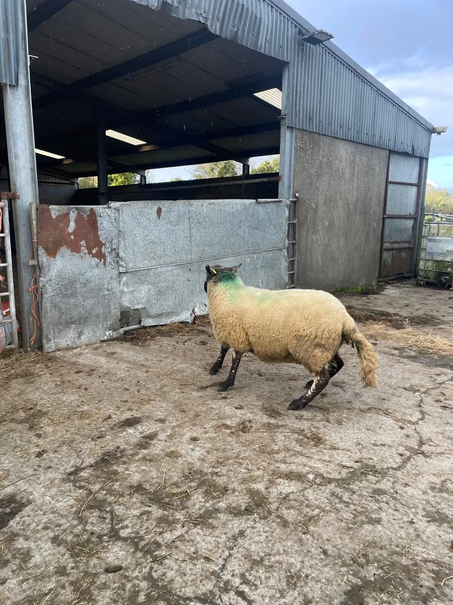 Super brocky hogget ram - Image 4