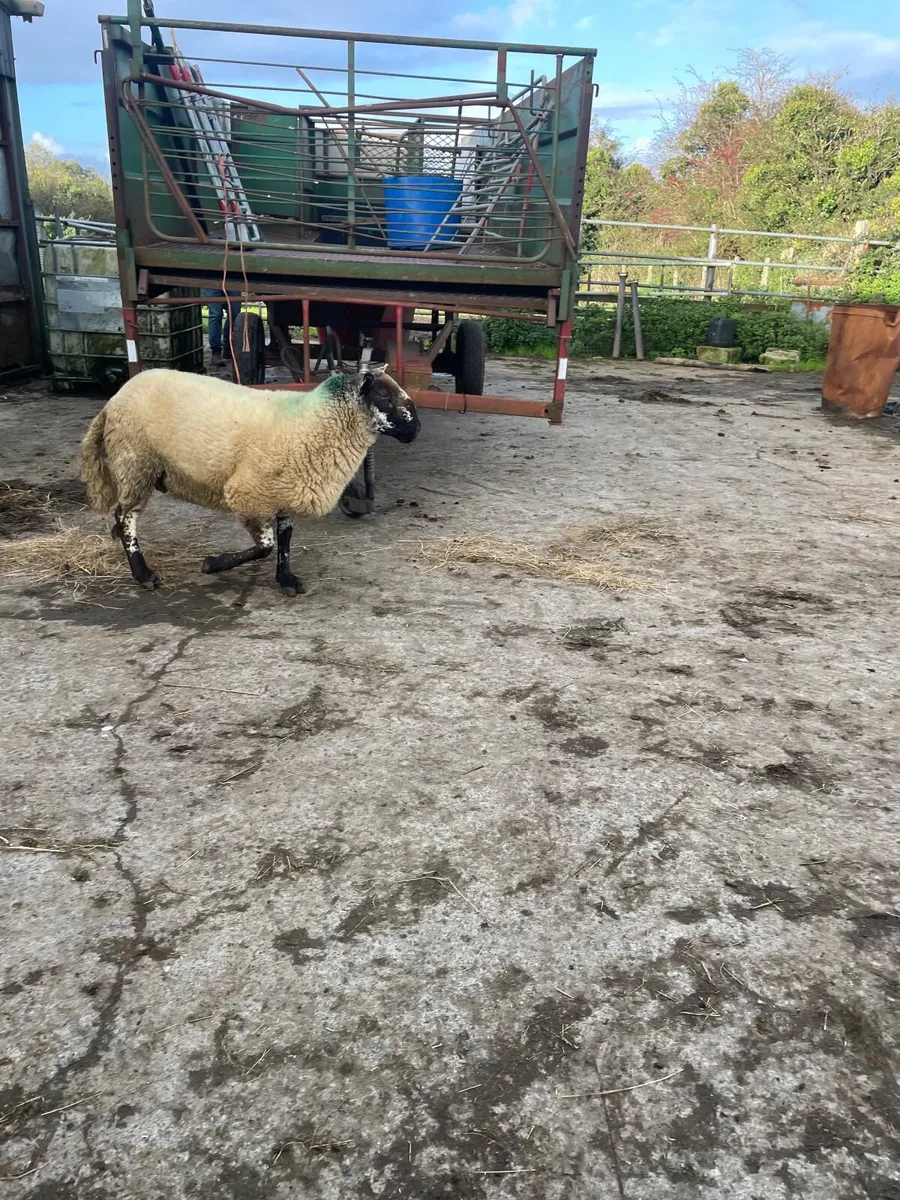 Super brocky hogget ram - Image 1