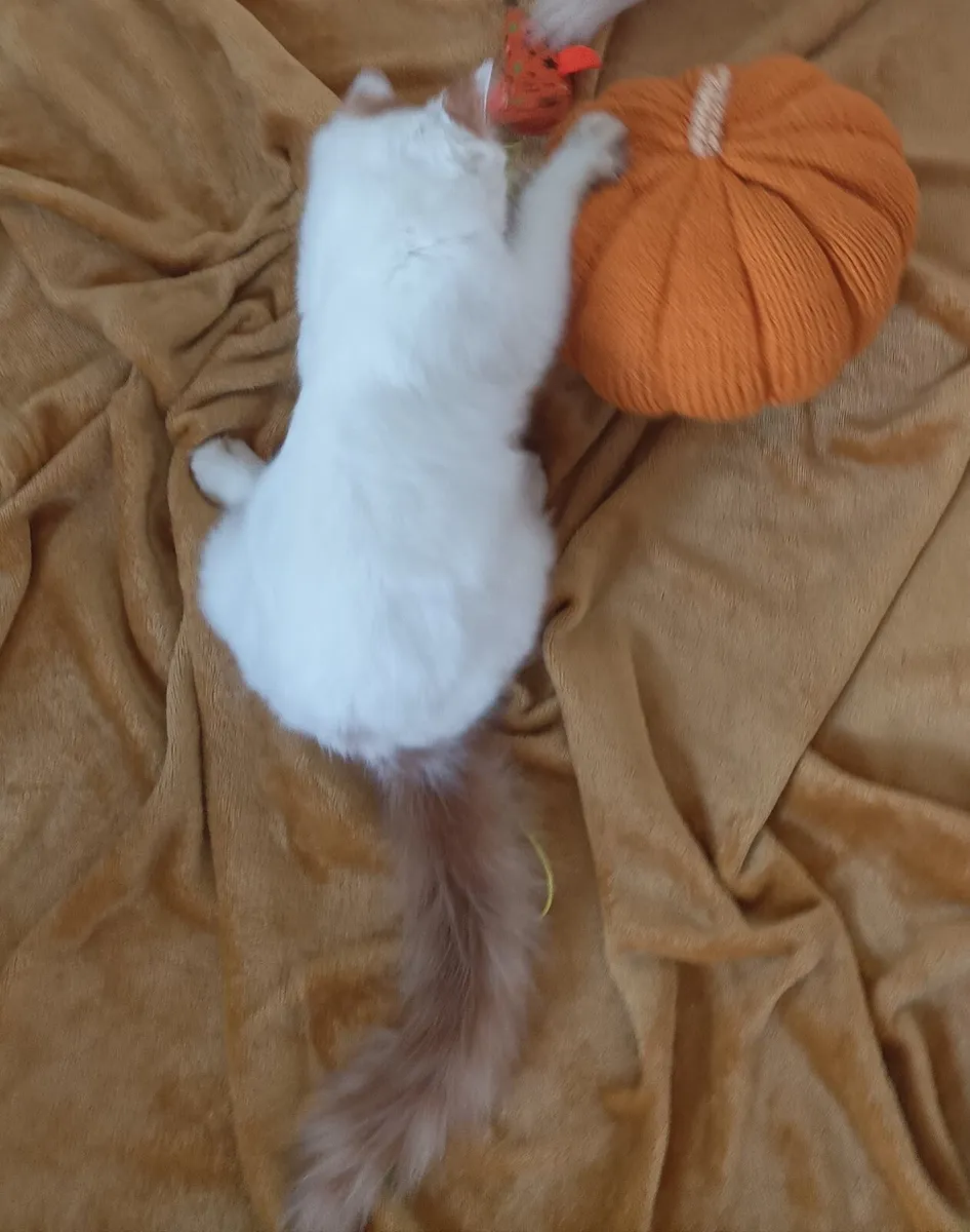 kittens - Image 2