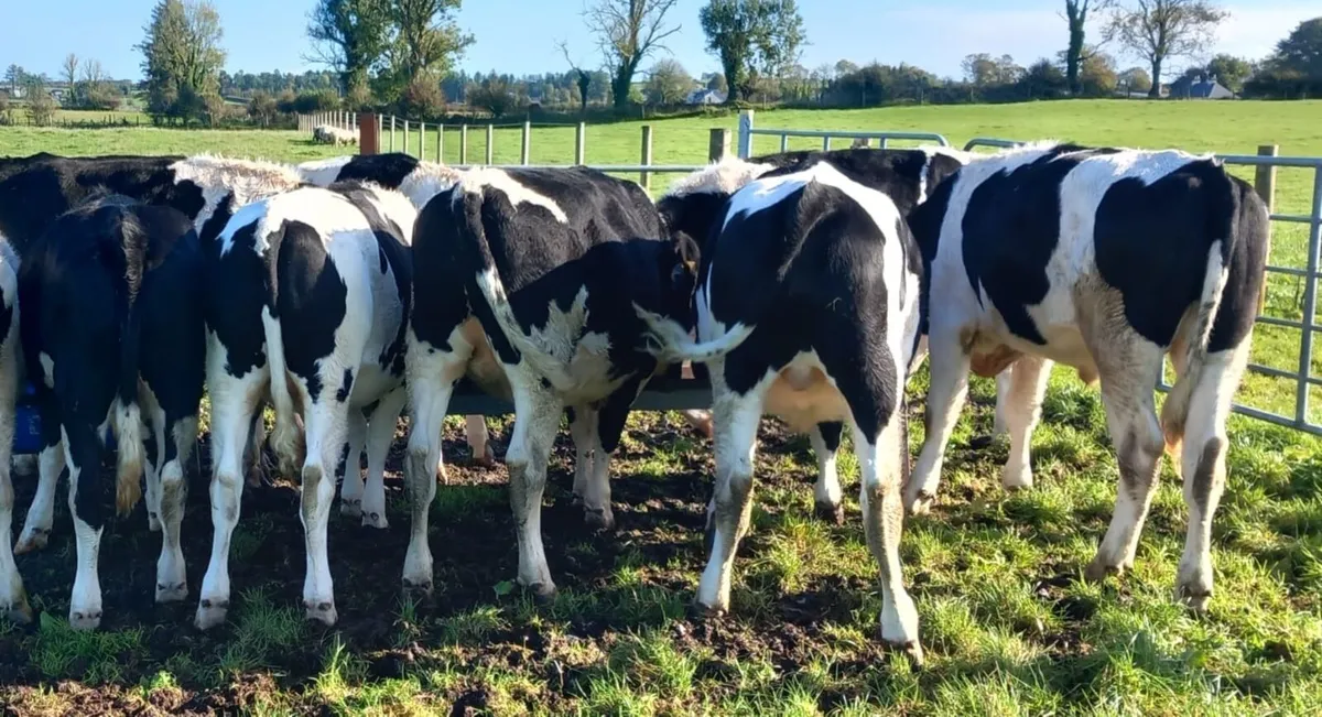 Freisan Bullocks - Image 3