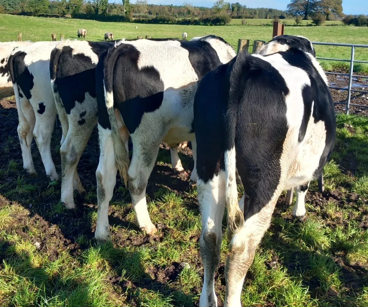Freisan Bullocks - Image 4