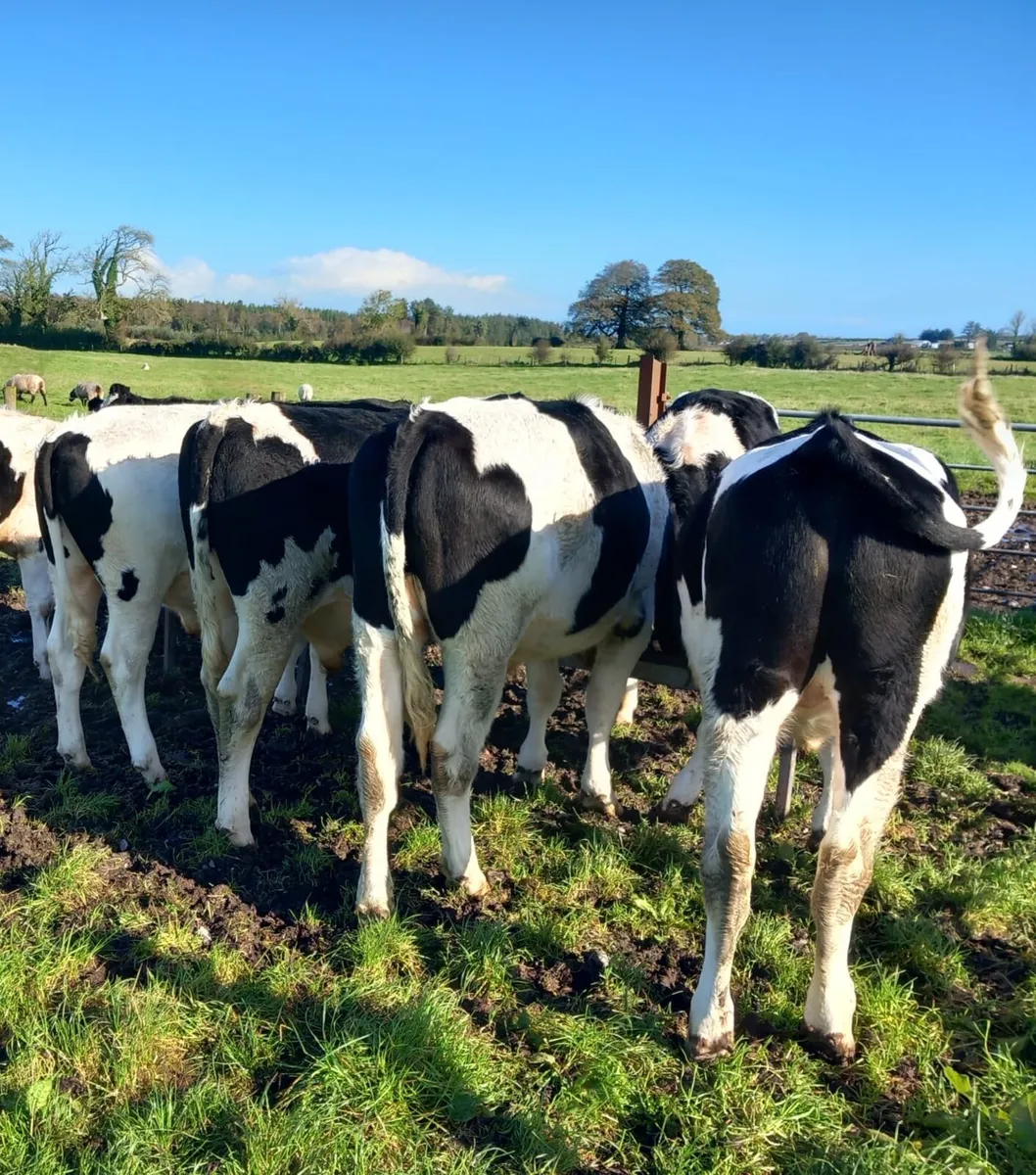 Freisan Bullocks - Image 1