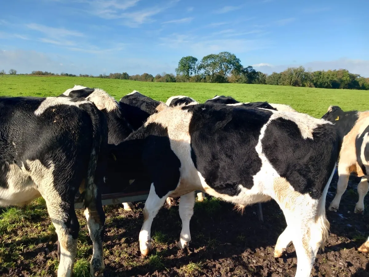 Freisan Bullocks - Image 2