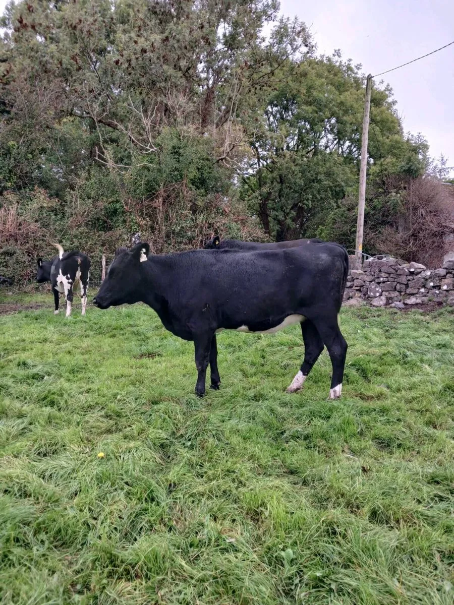 Incalf fr heifers. - Image 2
