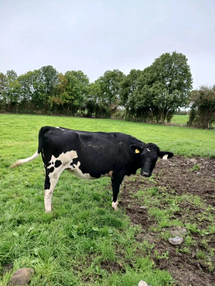 Incalf fr heifers. - Image 3
