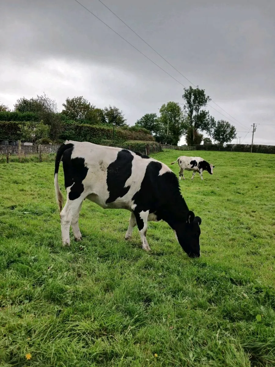 Incalf fr heifers. - Image 4