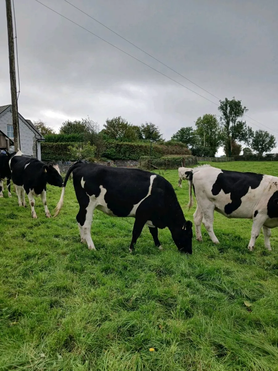 Incalf fr heifers. - Image 1