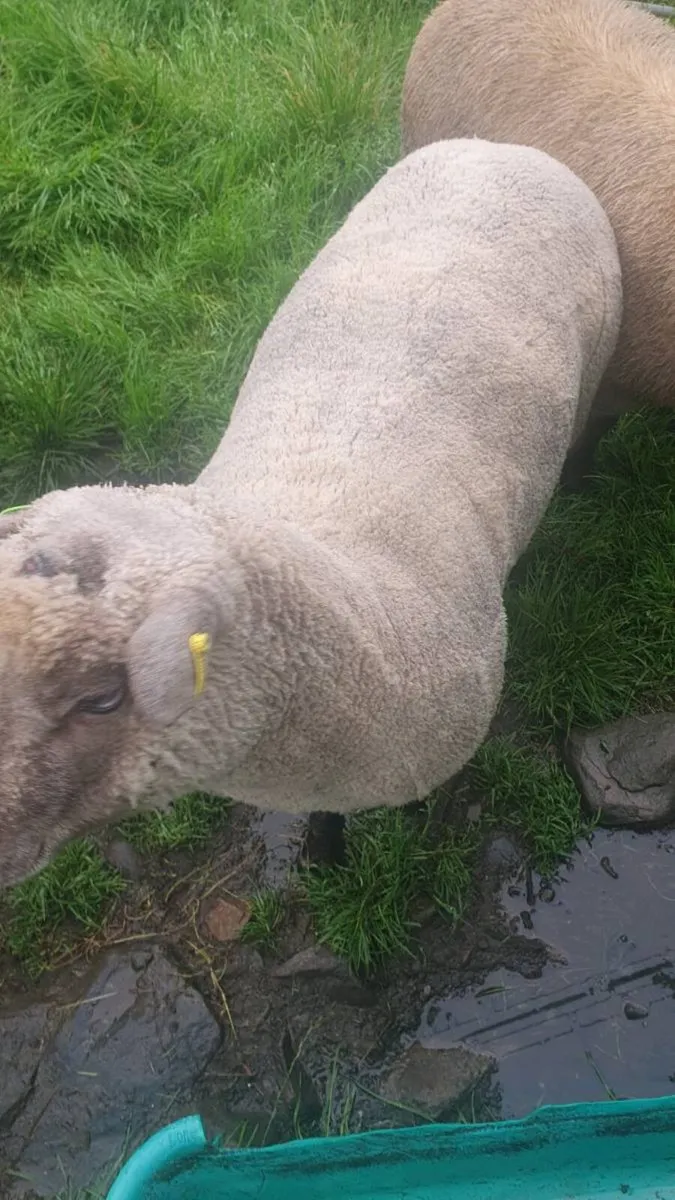 3 sis approved vendeen rams - Image 1