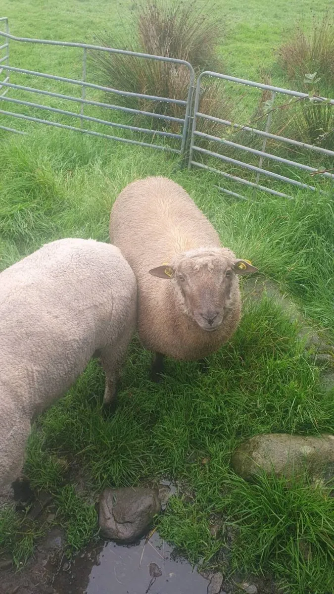 3 sis approved vendeen rams - Image 3