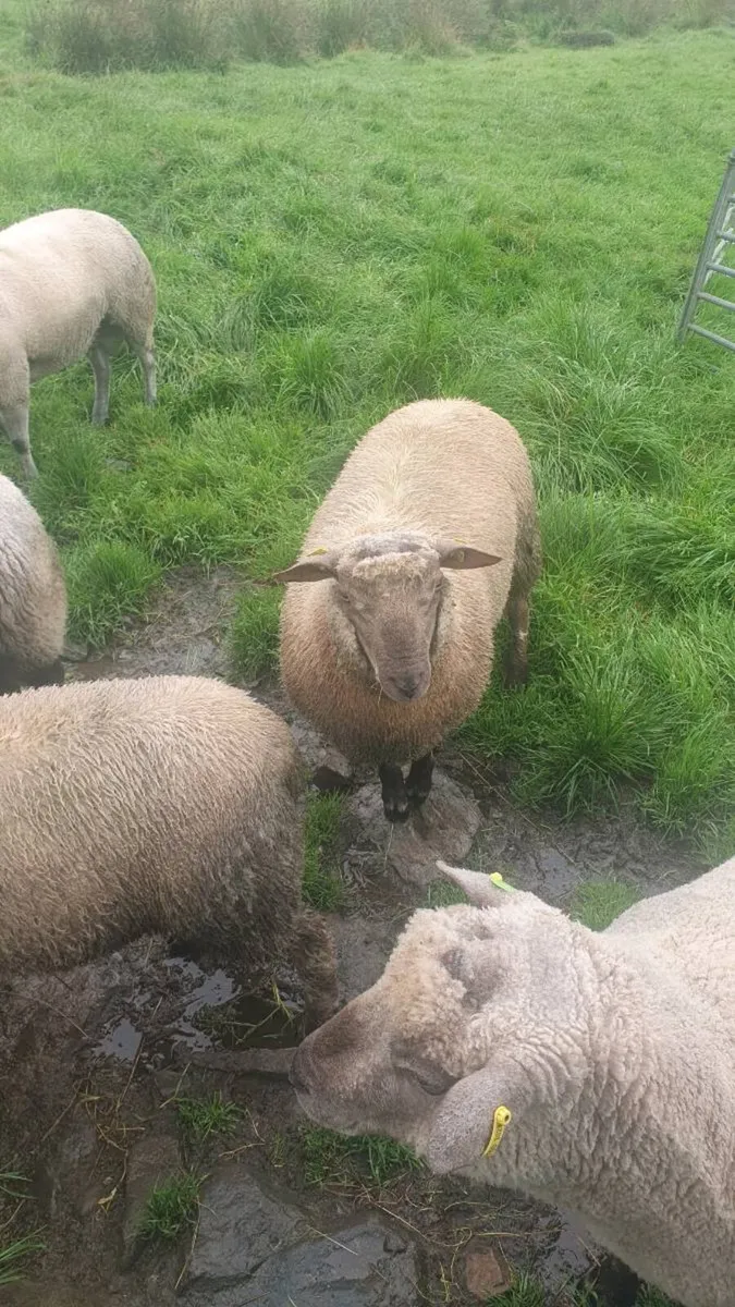 3 sis approved vendeen rams - Image 4