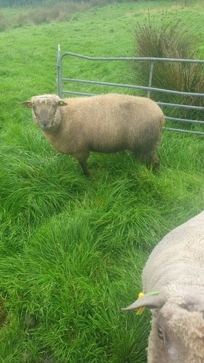 3 sis approved vendeen rams - Image 2