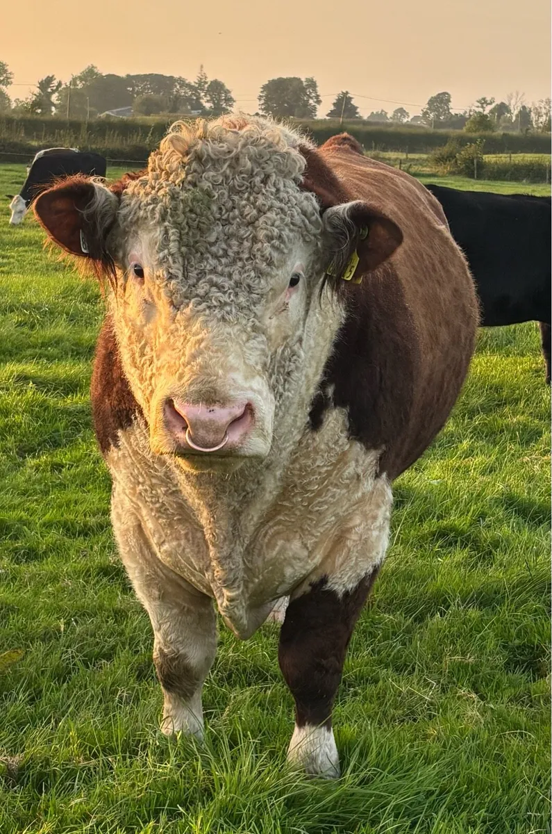 Top Quality Hereford Bull - Image 3