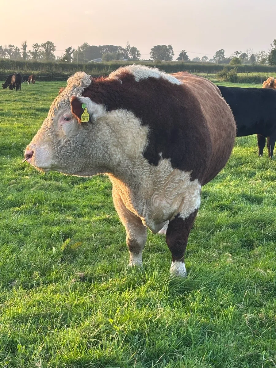 Top Quality Hereford Bull - Image 4