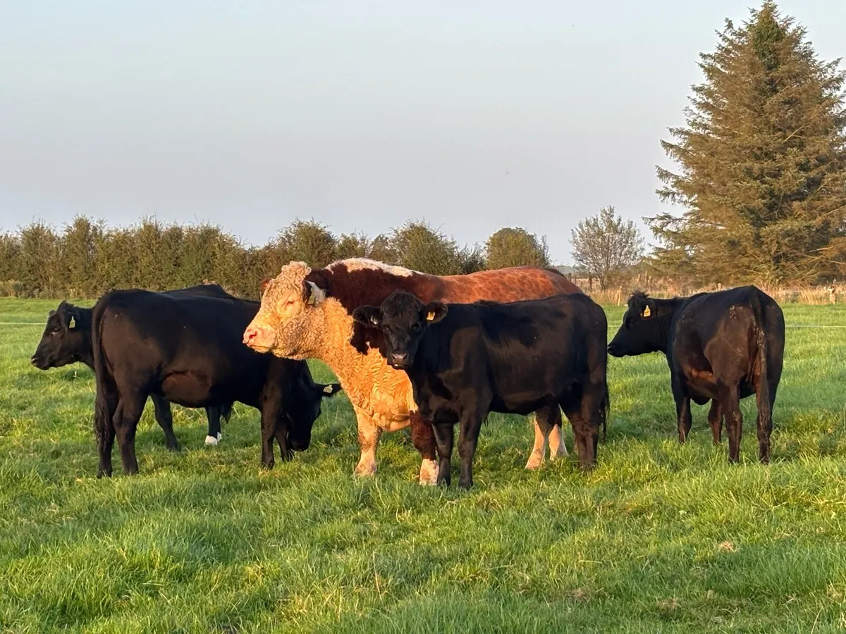 Top Quality Hereford Bull - Image 2