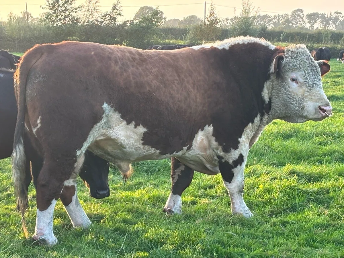 Top Quality Hereford Bull - Image 1