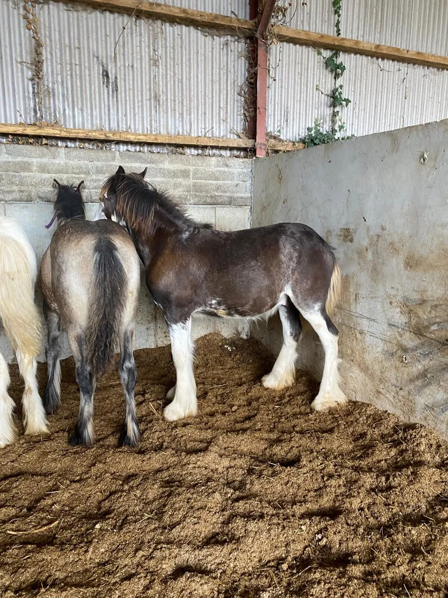 2 colts and 1 filly - Image 1