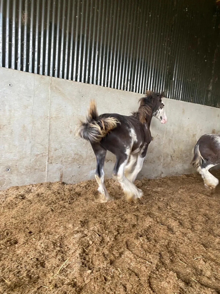 2 colts and 1 filly - Image 2