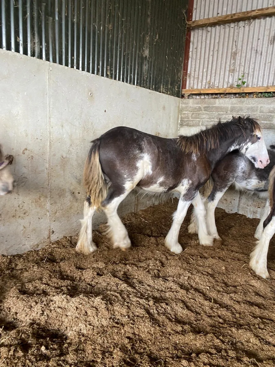 2 colts and 1 filly - Image 3
