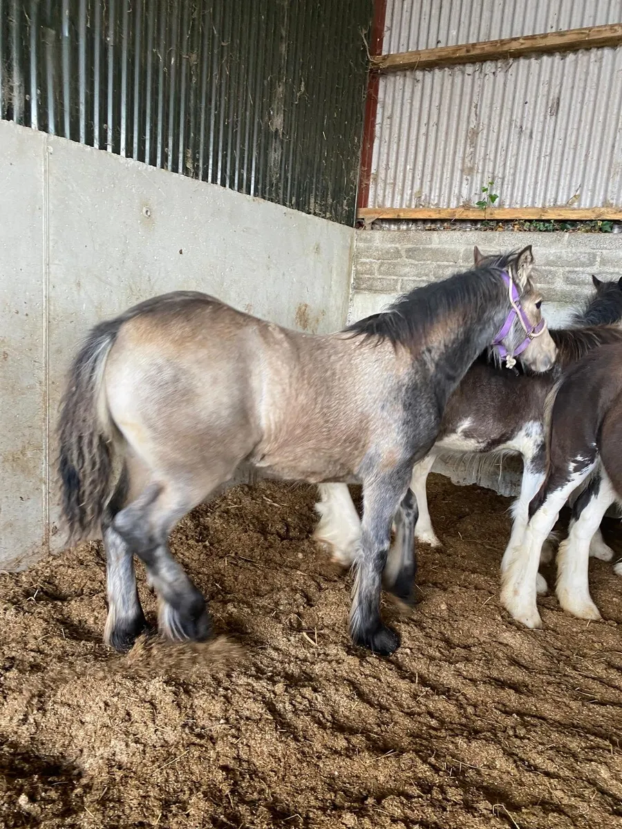 2 colts and 1 filly - Image 4