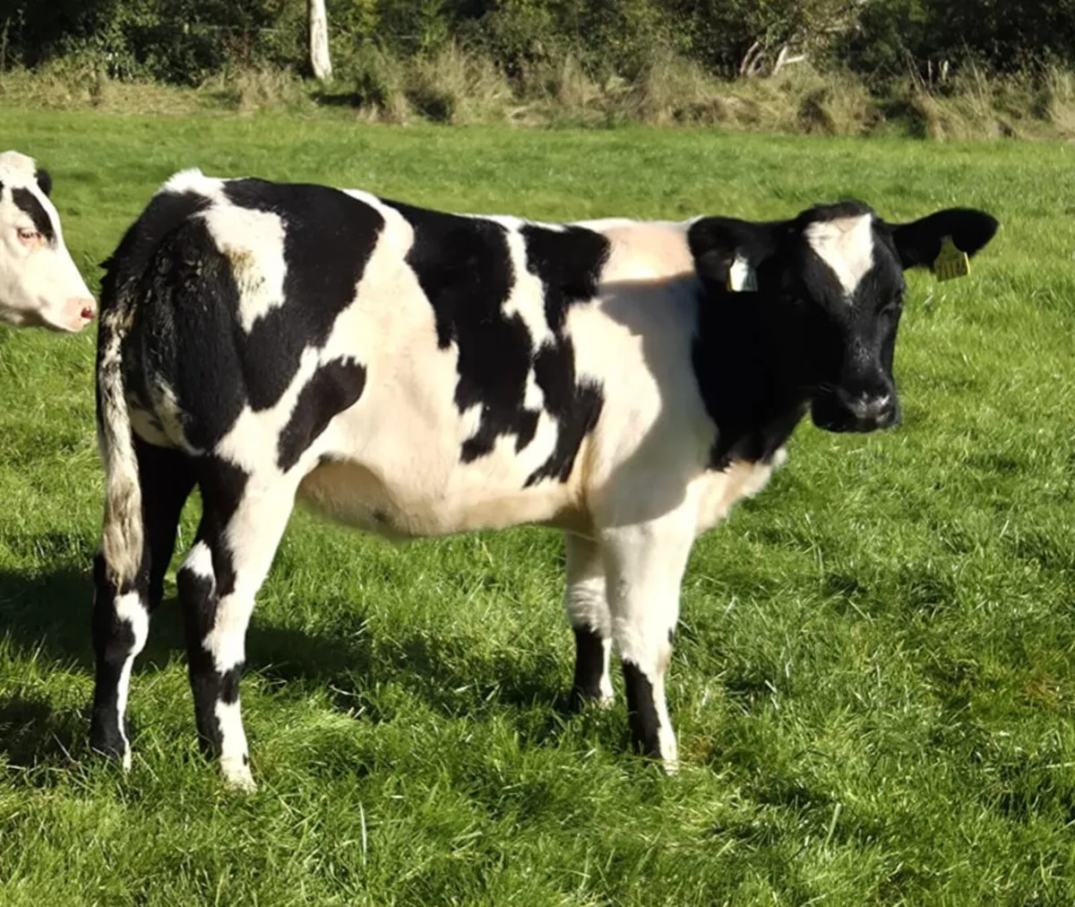 Belgian Blue X Heifers - Image 3