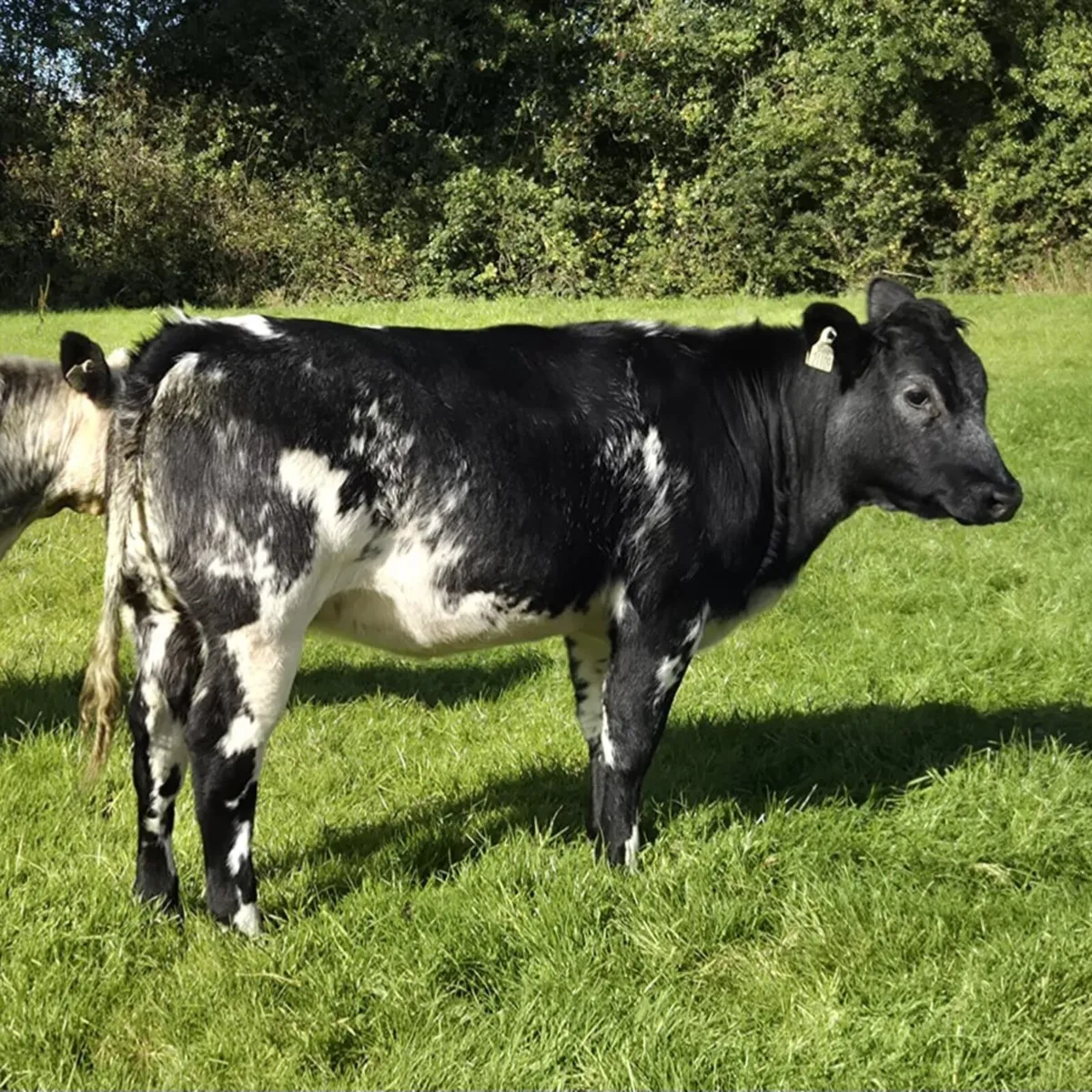 Belgian Blue X Heifers - Image 2