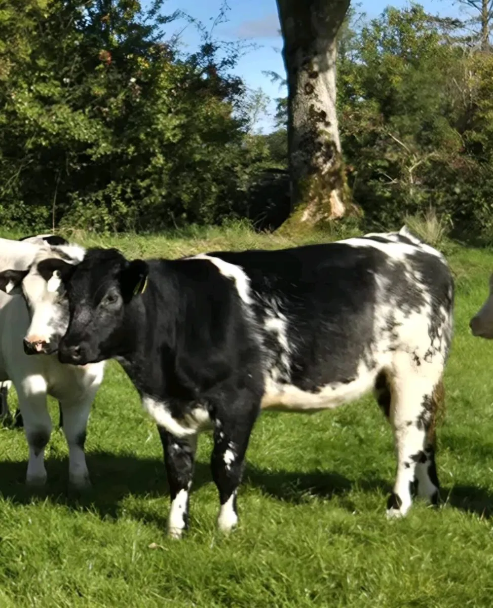 Belgian Blue X Heifers - Image 1