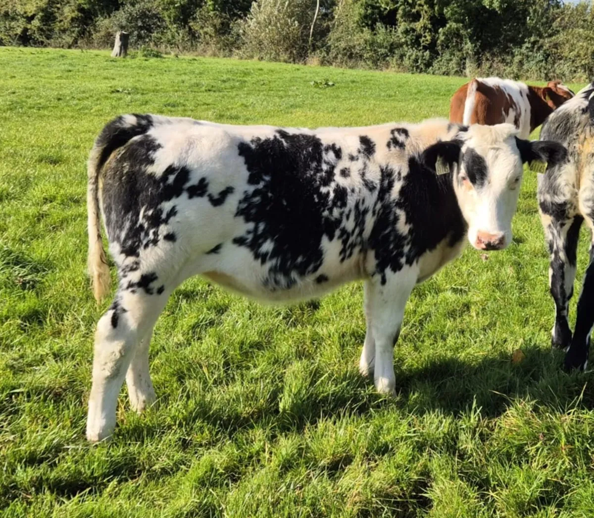 Belgian Blue X Heifers - Image 4