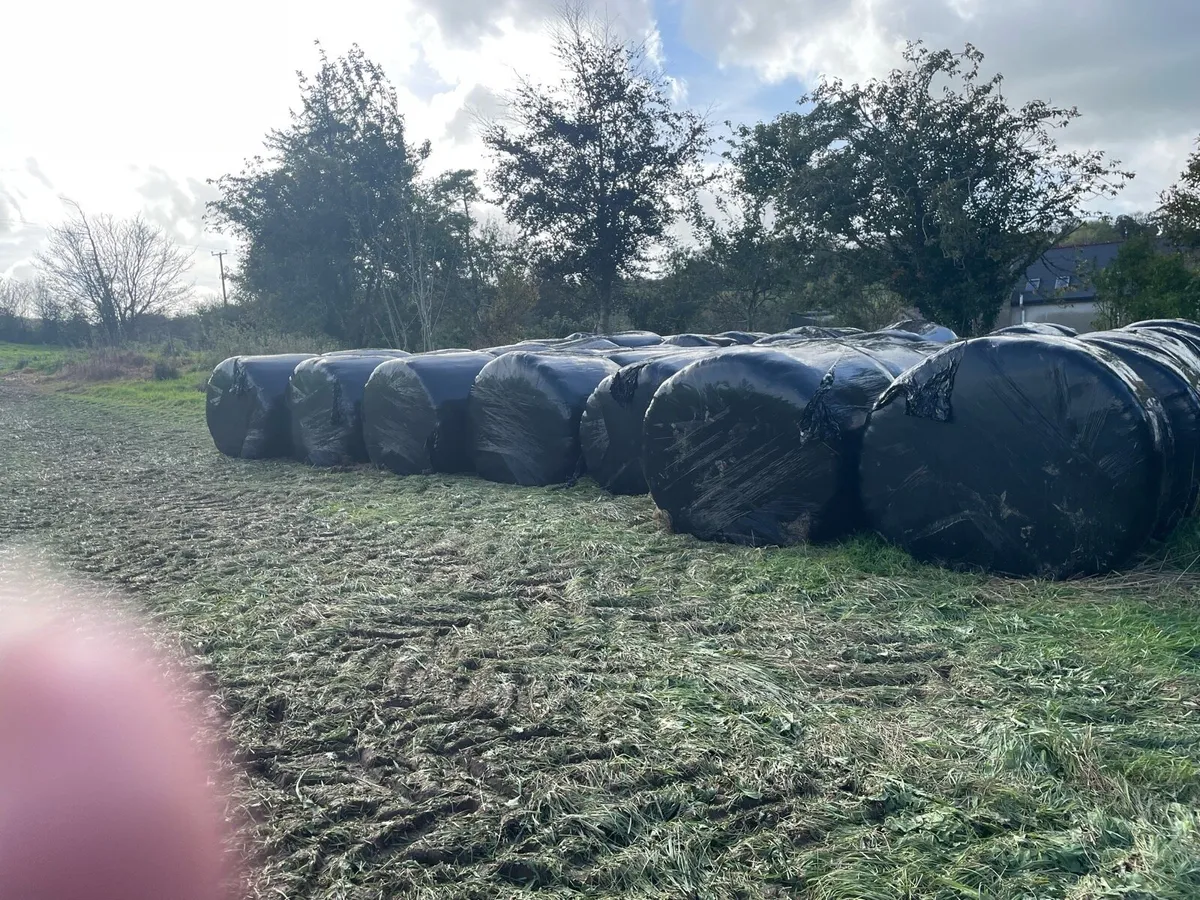 Silage bales - Image 2