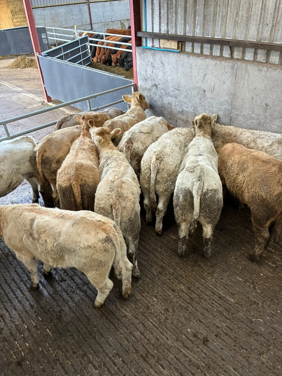 Charolais heifers - Image 4