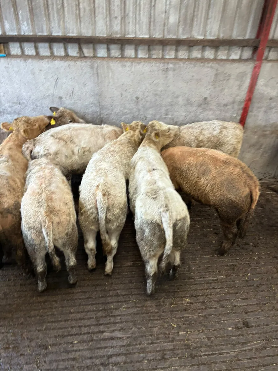 Charolais heifers - Image 3