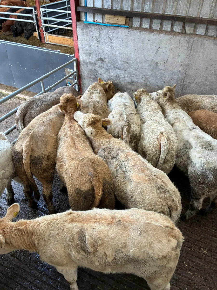 Charolais heifers - Image 2