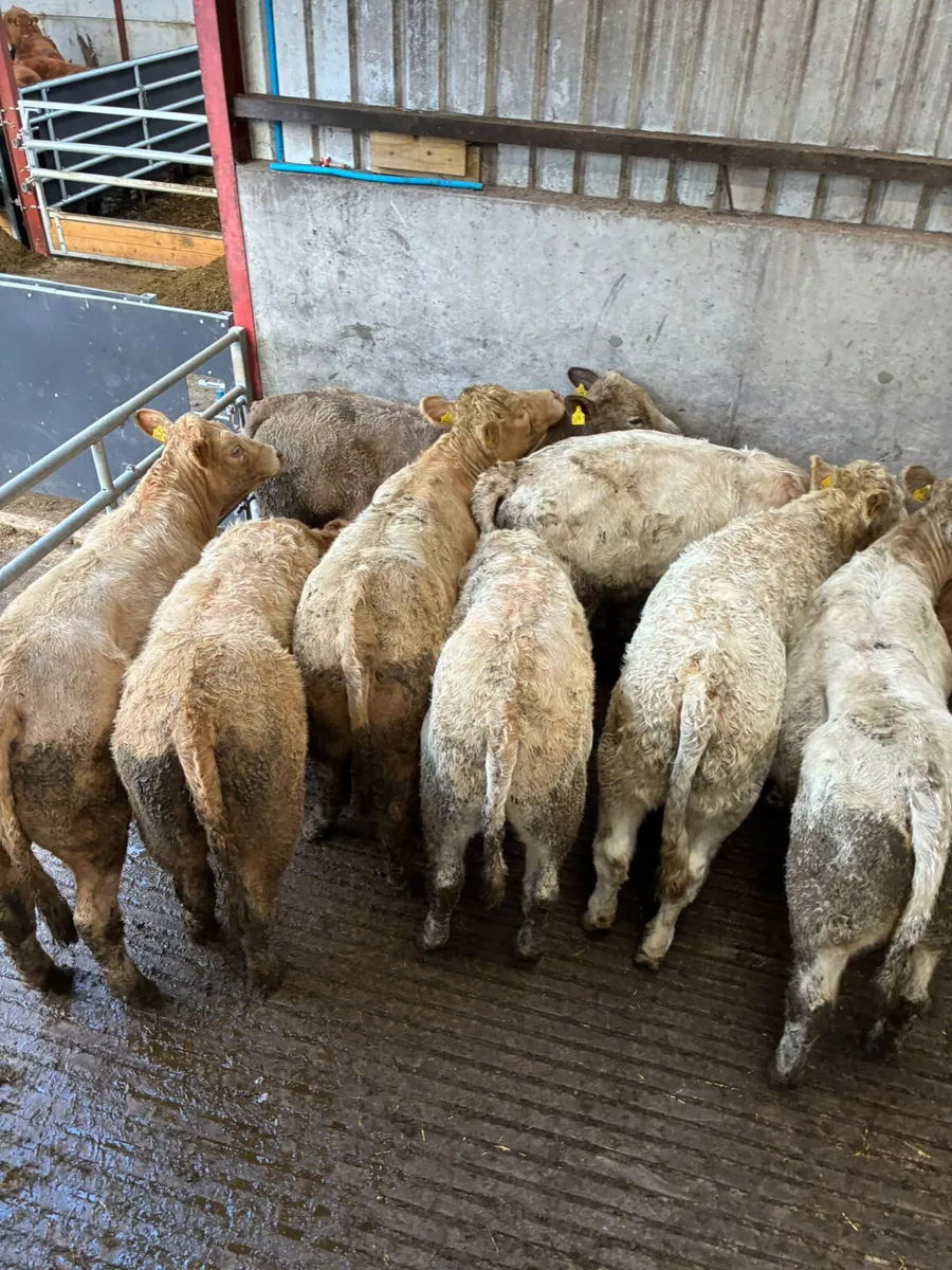 Charolais heifers - Image 1