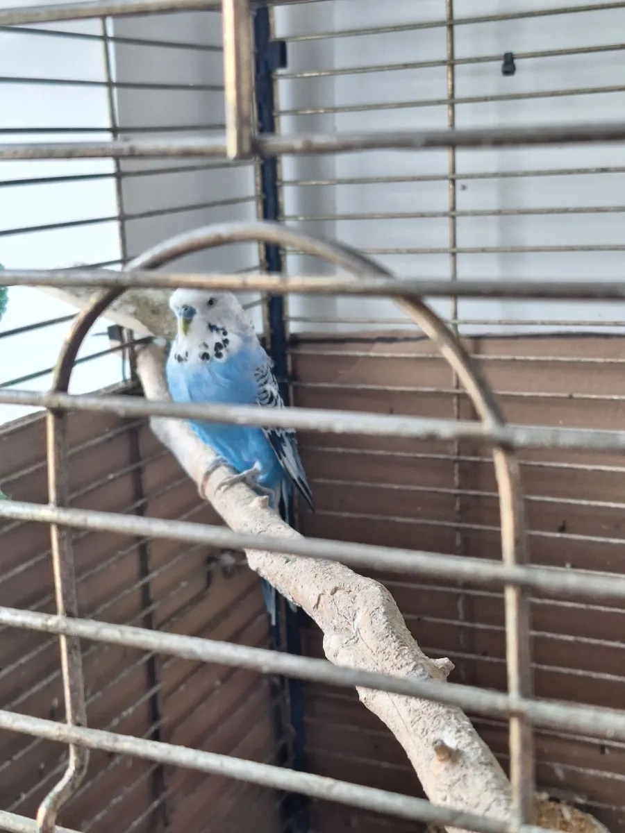 Budgie and cage - Image 1