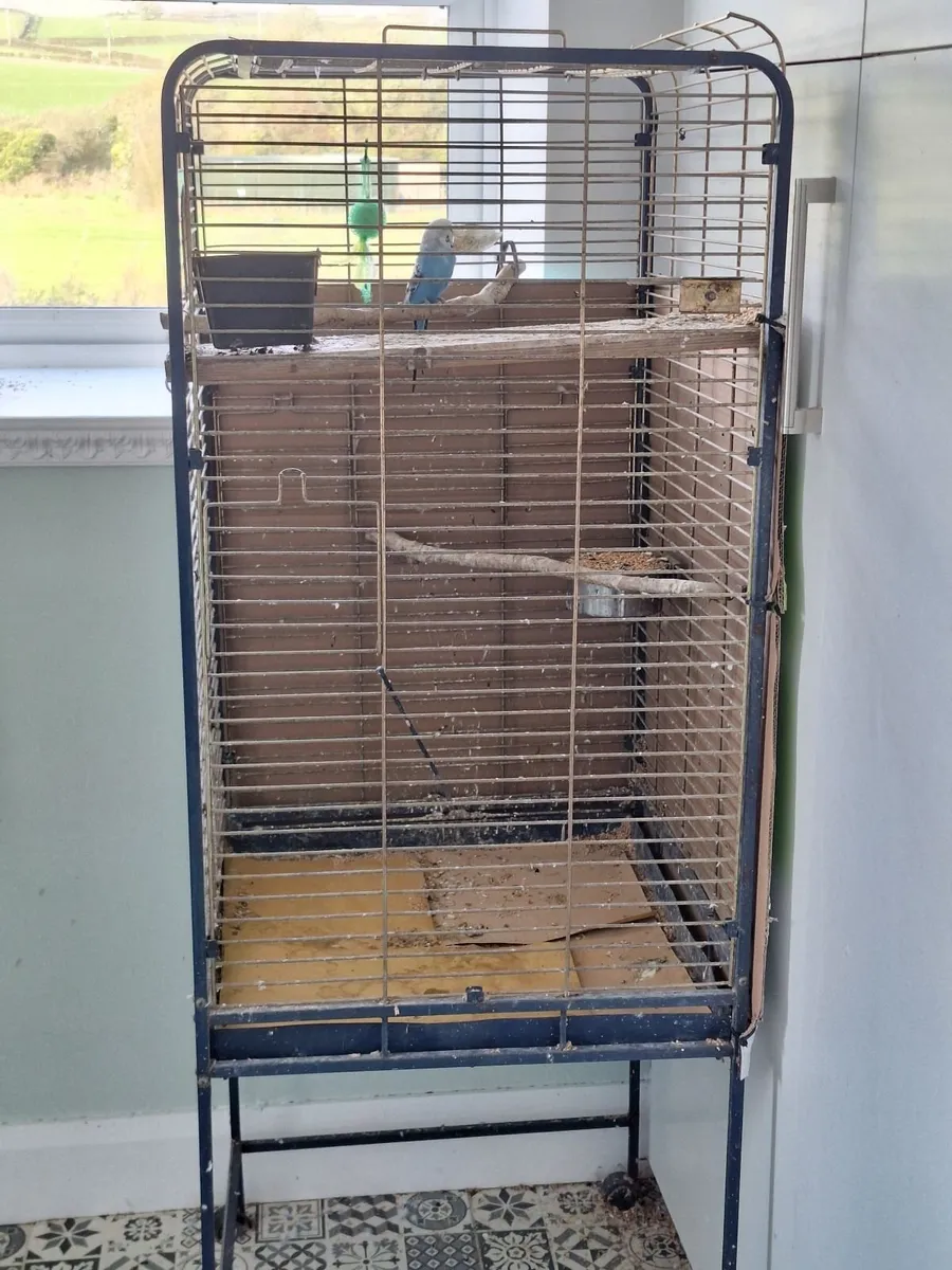 Budgie and cage - Image 2