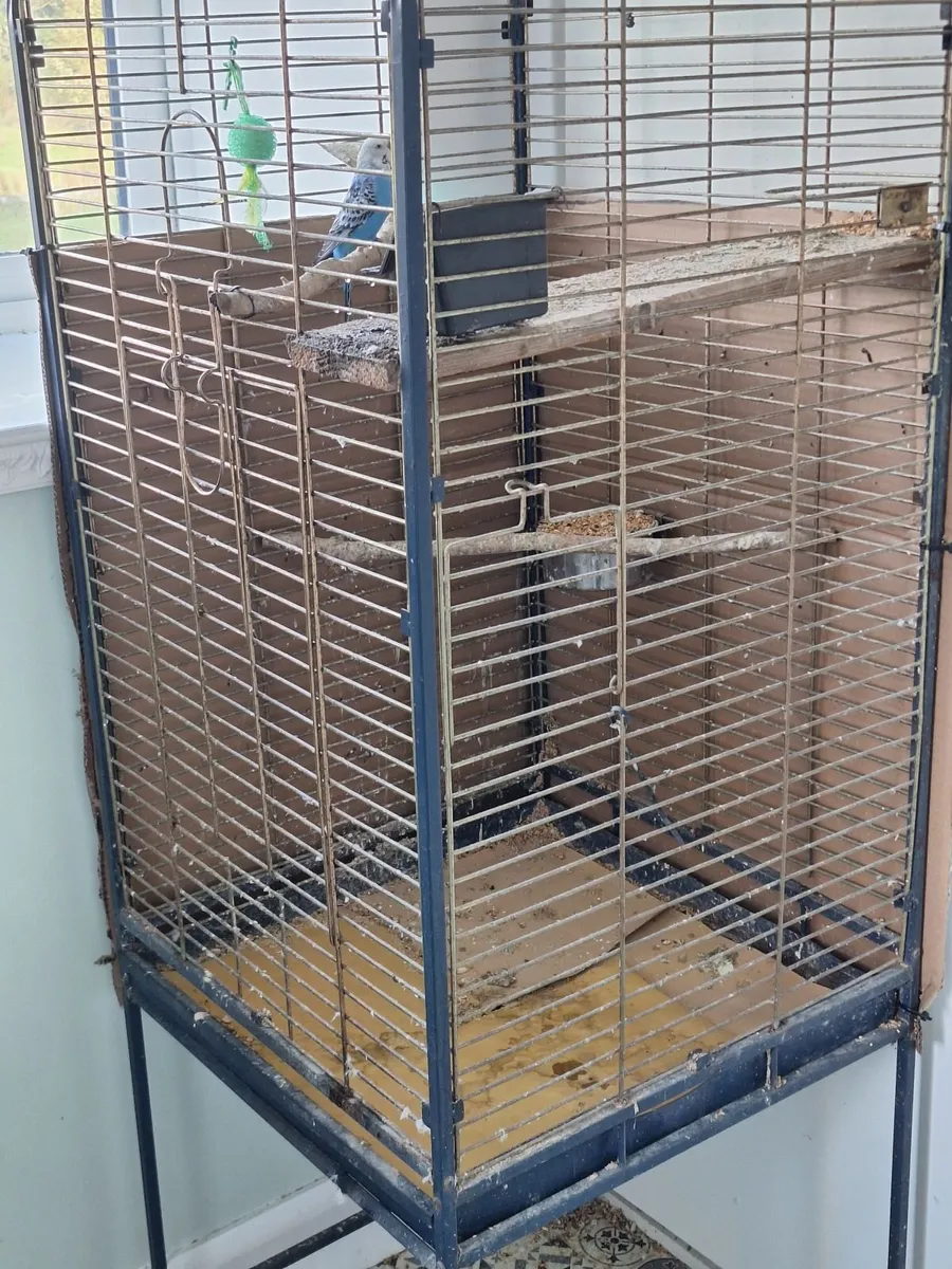 Budgie and cage - Image 3