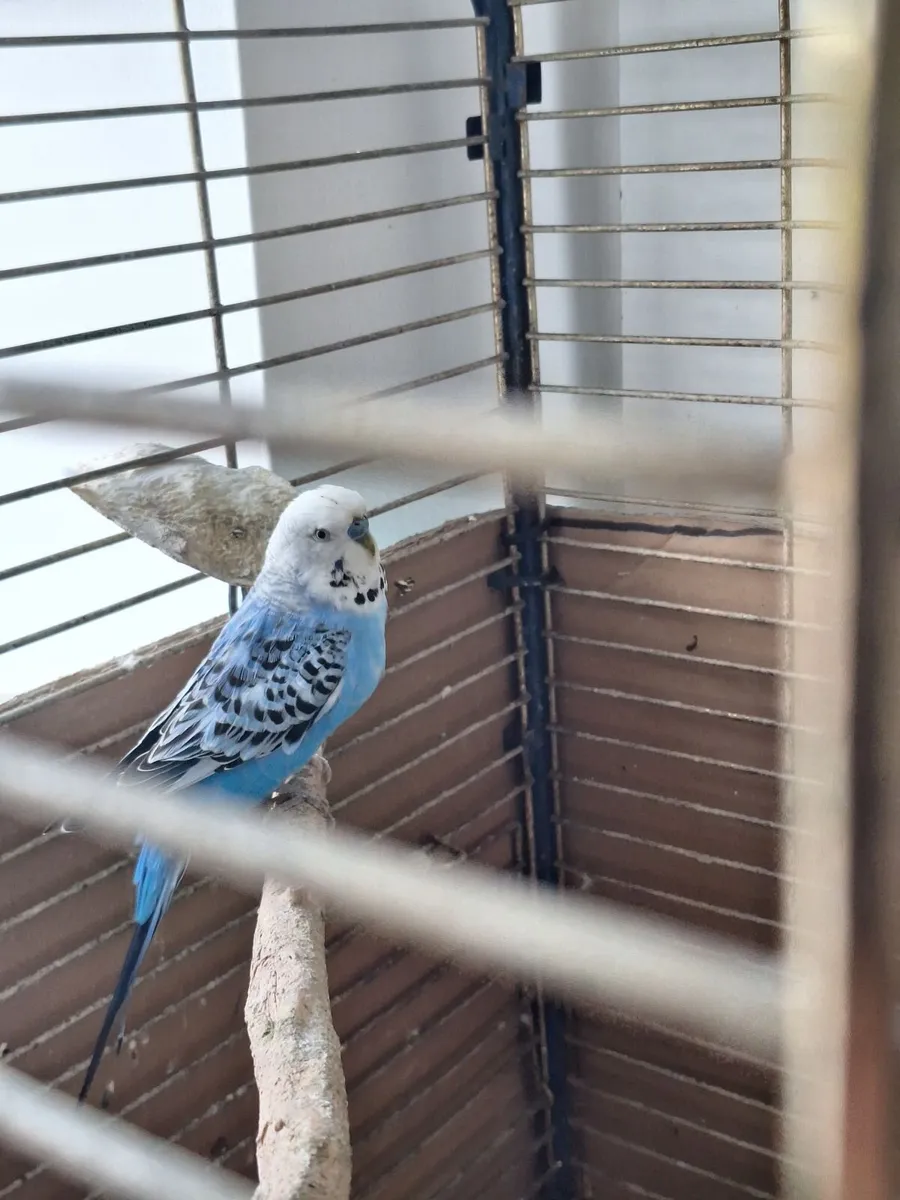 Budgie and cage - Image 4