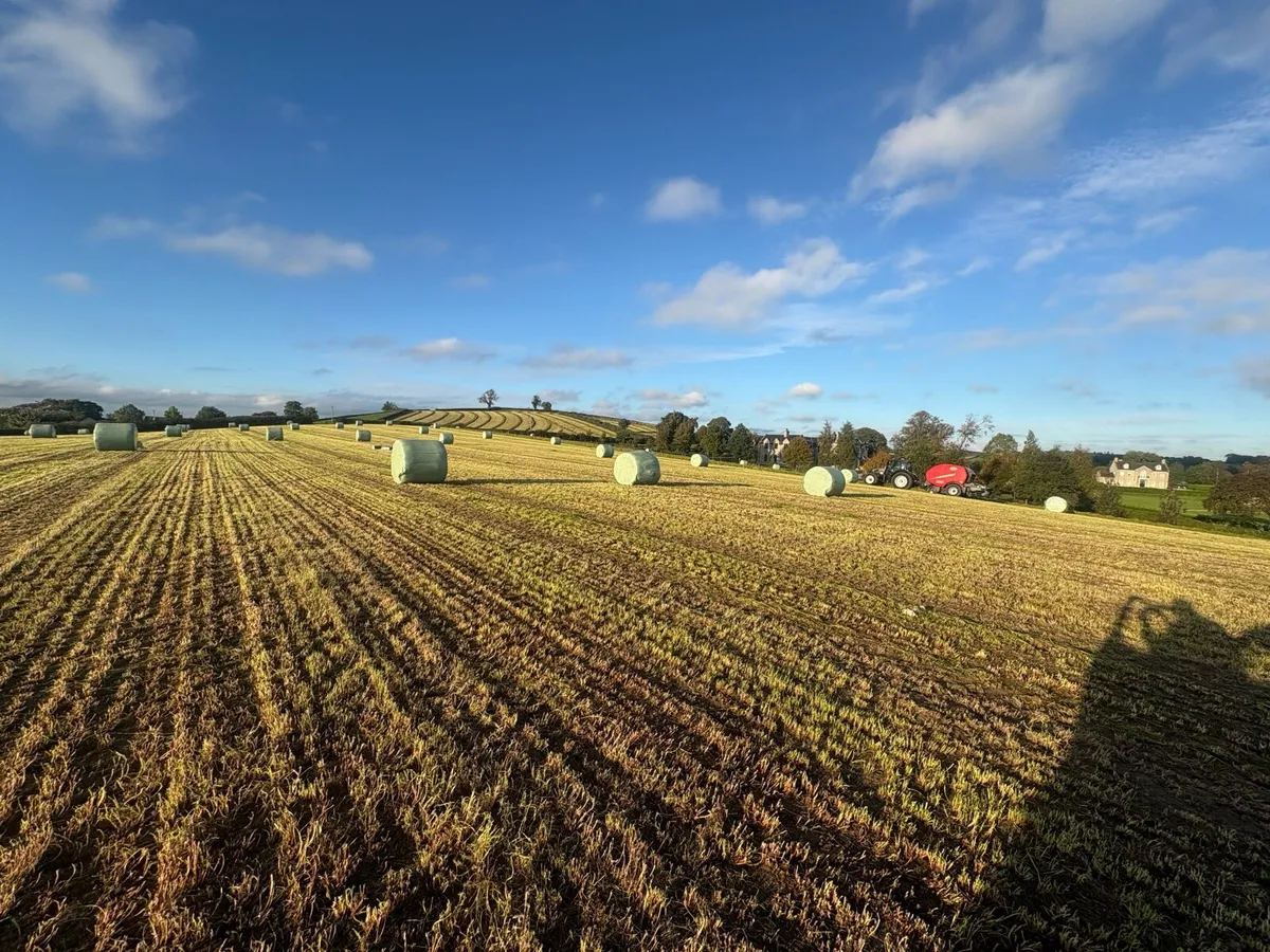 High-quality round bales silage - Image 2