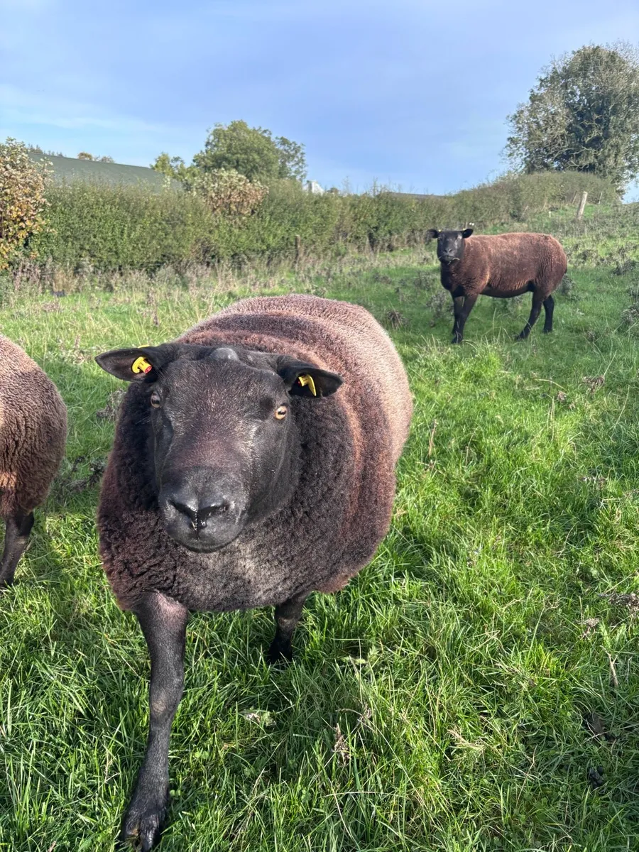 Blue texel ram - Image 1