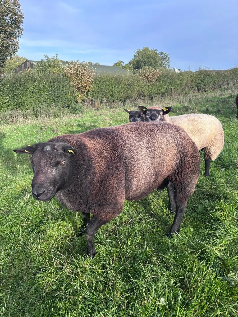 Blue texel ram - Image 3