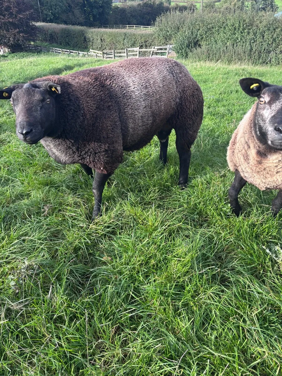 Blue texel ram - Image 2