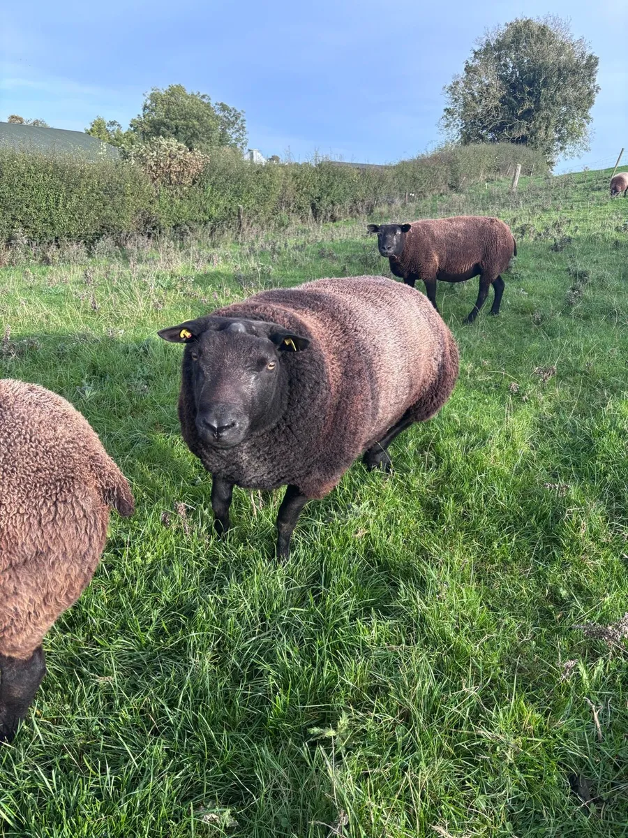 Blue texel ram - Image 4