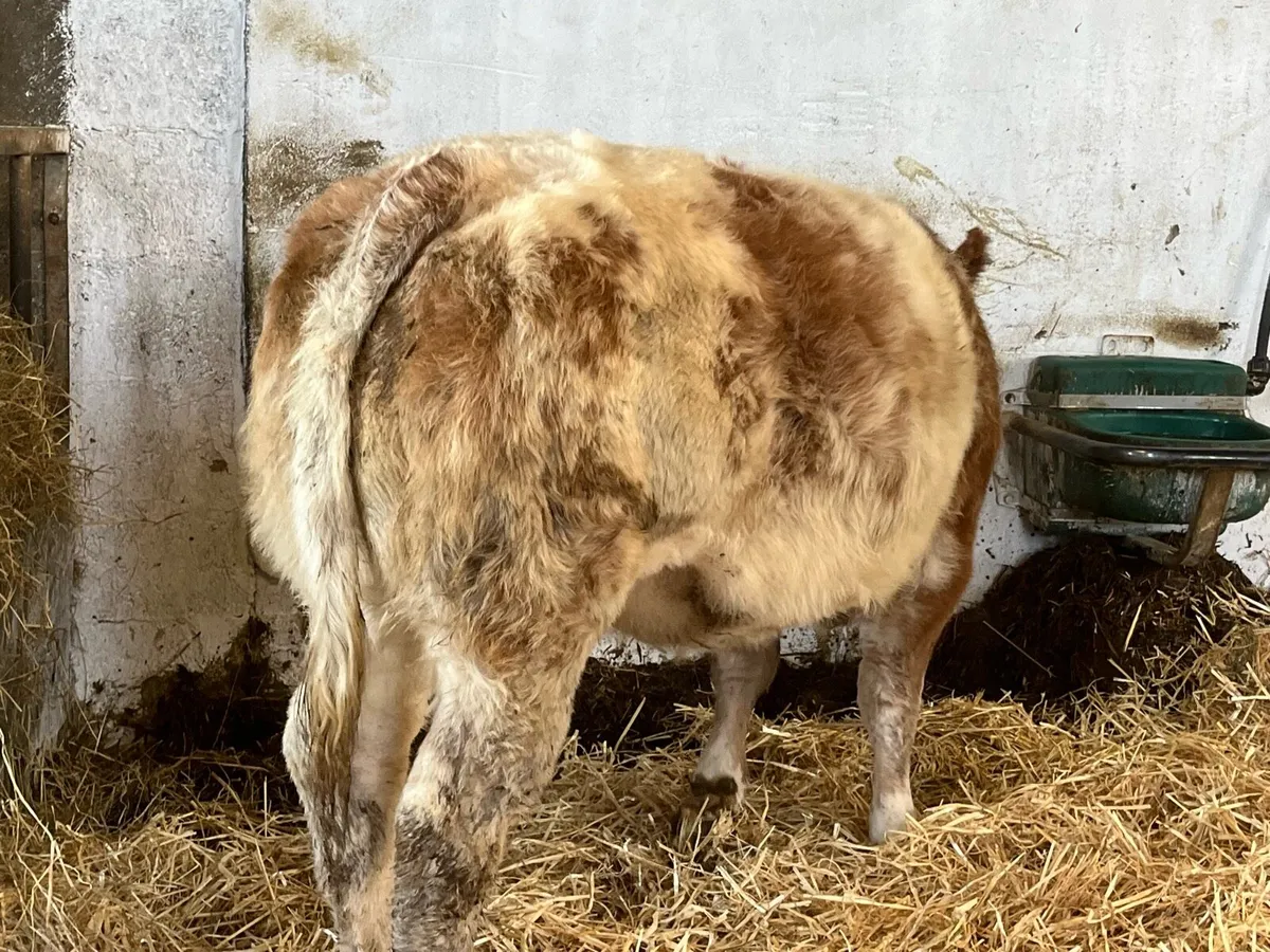 🌟Super Roan Heifer🌟 - Image 1