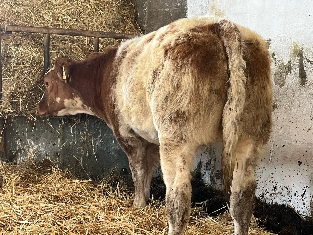 🌟Super Roan Heifer🌟 - Image 2