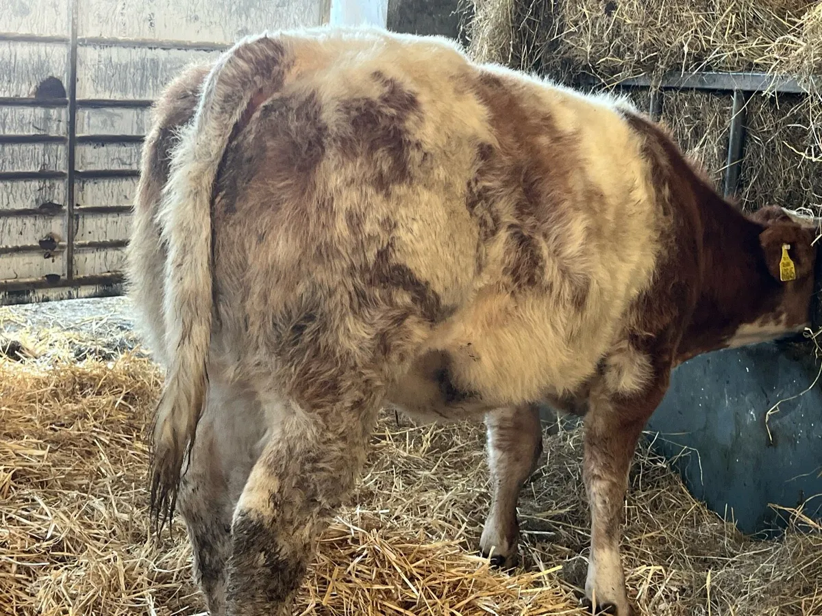 🌟Super Roan Heifer🌟 - Image 3